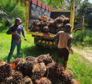 Masih Tertinggi se-Indonesia, Harga Sawit di Sumbar Rp2.707,11/kg