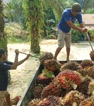 Naik Rp 19 Harga TBS Mitra Plasma Babel Periode II Februari 2024