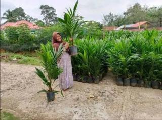 Petani Jangan Ragu Beli Bibit Sawit Unggul Meskipun Keluarkan Biaya Besar