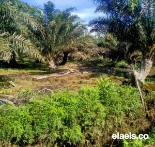 Lahan Pertanian Harus Dilindungi Dari Tanaman Kelapa Sawit