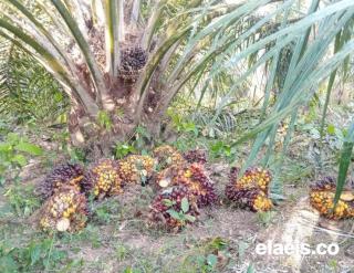 Produktivitas Perkebunan Sawit di Bengkulu Masih Rendah