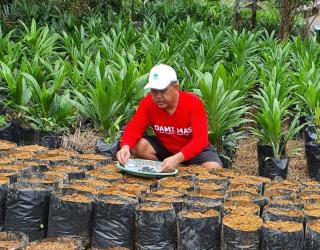 Bibit Dami Mas Hasilkan 36 Ton per Hektar Tiap Tahun