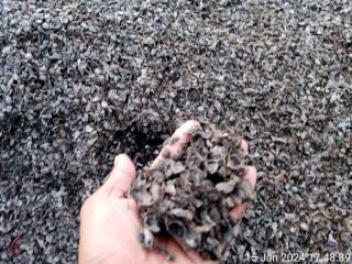 Polandia Lirik Cangkang Kalbar, Petani Menduga Ada Kong Kalikong dengan Perusahaan