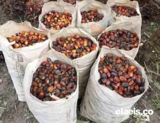 Harga Sawit Berondolan di Bengkulu Tengah Hanya Rp 1.800 Per Kilogram, Kok Bisa!