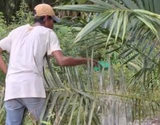 Tidak Dapat Bantuan Pupuk, Petani Sawit di Bengkulu Tengah Minta BPDPKS Lebih Peduli