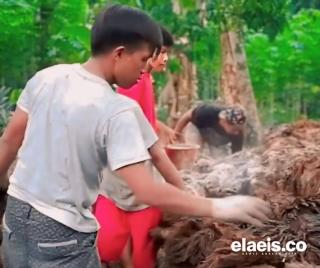 Petani Sawit di Bengkulu Bisa Hemat Membeli Pupuk Kimia, Ini Rahasianya!