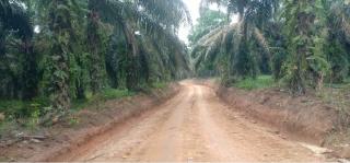 Sawit Trek, tapi Petani di Rohul Tetap Enjoy