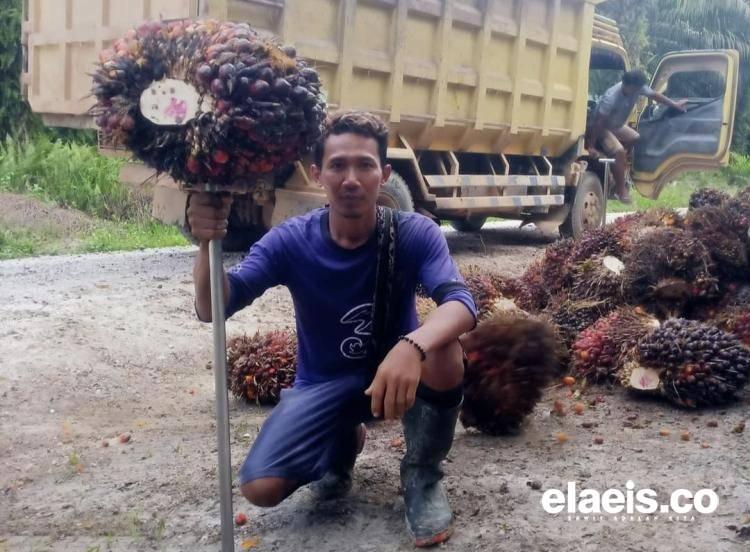 NTP Perkebunan Rakyat di Bengkulu Kembali Naik, Ini Dampaknya Bagi Petani Sawit!