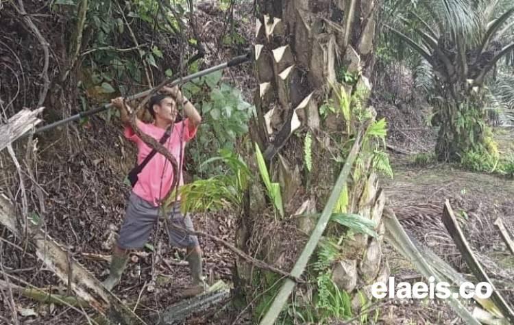 Petani Harus Serius Merawat Kebun Sawit, Ini Alasannya!