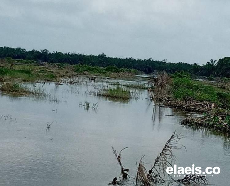 Empat Bulan Terendam Air, 40 Hektar Sawit Koppsa-M Mati
