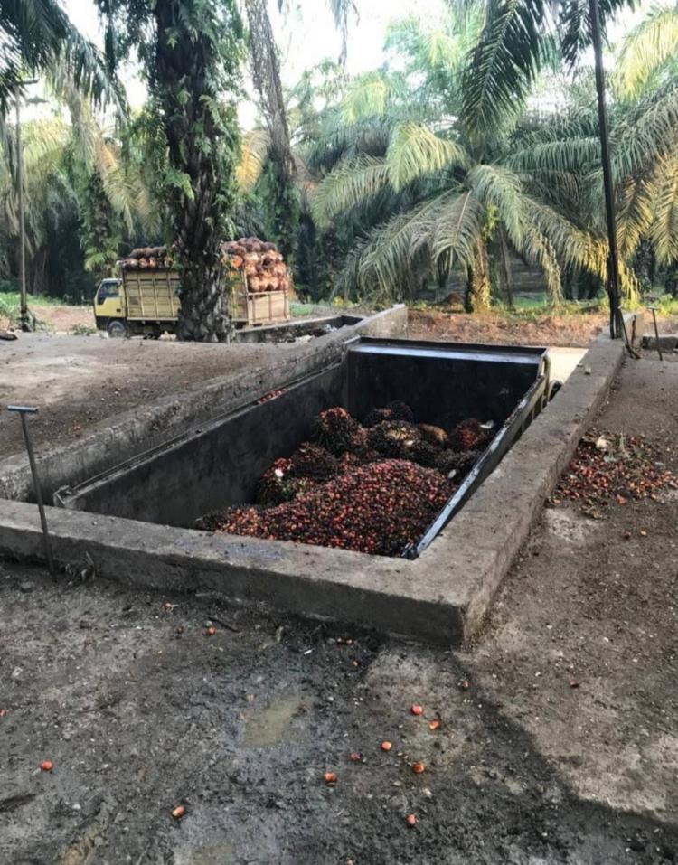 Harga TBS di Rohul Makin Moncer, di Peron Tembus Rp 2.490/Kg 