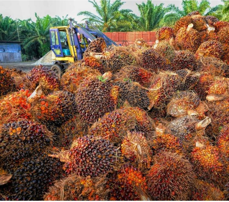 Minyak Sawit Tempati Posisi Kedua Ekspor Terbanyak Kalbar, Apa Jawaranya?