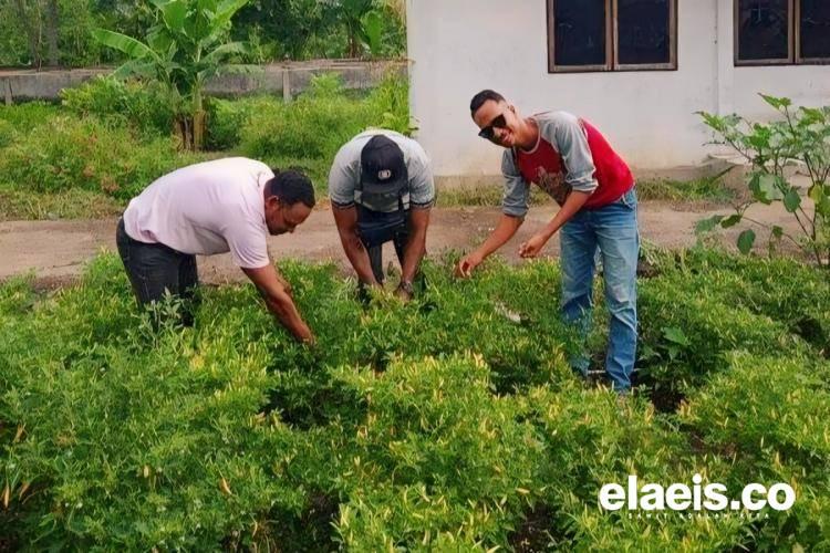 Tanam Cabai, Petani Sawit Bisa Tajir Melintir, Ini Alasannya!