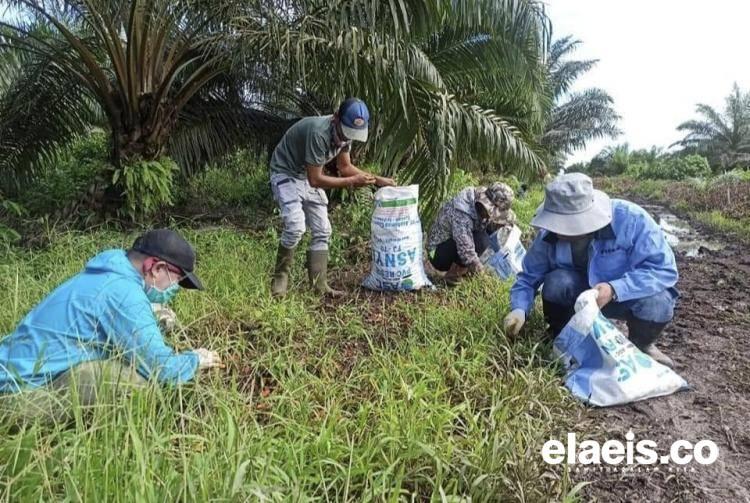 Upah Buruh Perkebunan Kelapa Sawit di Bengkulu Masih Rendah, Kok Bisa!