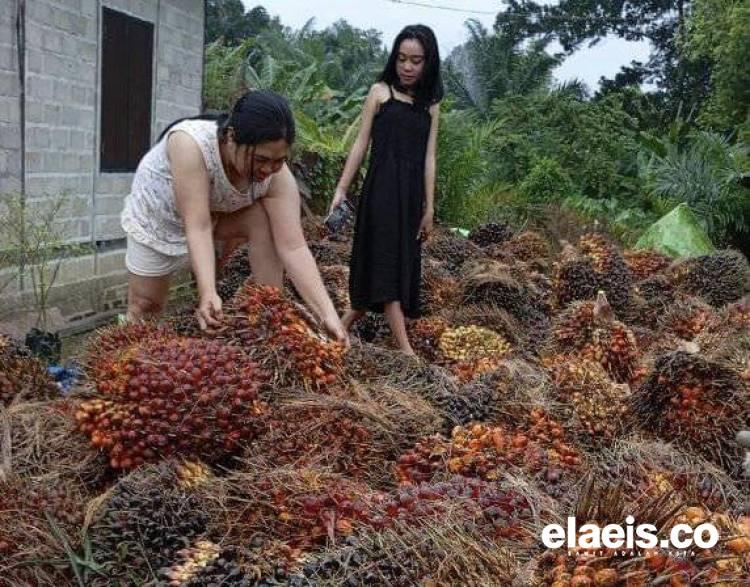 Tanaman Kelapa Sawit di Mukomuko Mengancam Ketahanan Pangan, Kok Bisa!