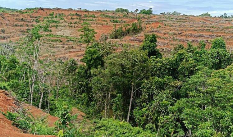 Perusahaan Perkebunan di Bengkulu Utara Langgar Aturan Penanaman Sawit
