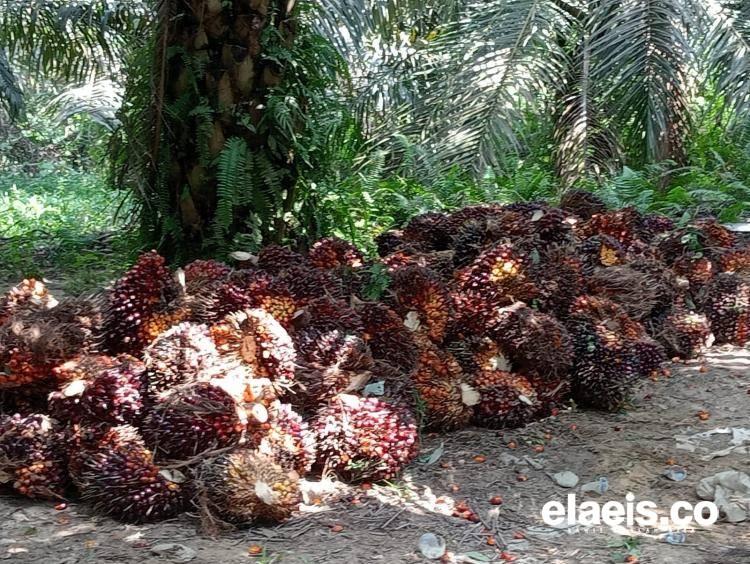 Harga Plasma Pemuncak di Indonesia, Begini Kondisi Harga Sawit Swadaya di Sumut