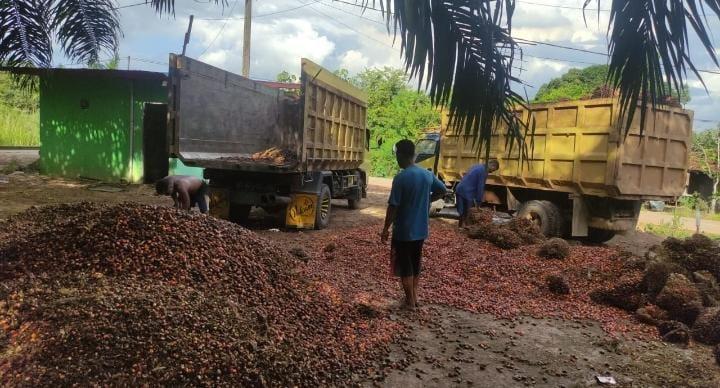 Naik Lagi, Harga Sawit Kalbar Dibeli Rp2.555.83/Kg