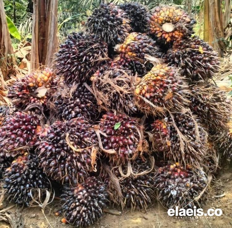 Harga Sawit di Babel Naik Jadi Segini