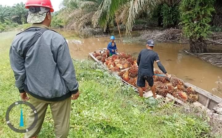 Termasuk Sentra Sawit Terbesar, tapi Pemprov Kaltim Keluhkan Problem Ini