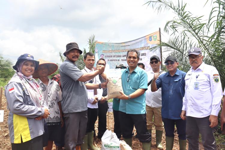 Kementan Gencarkan Integrasikan Padi Gogo dengan Sawit dan Kelapa