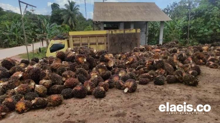 Ramadan Berkah Bagi Petani di Sulbar, Harga Sawit Naik Jadi Rp2.317,19 per Kilogram 
