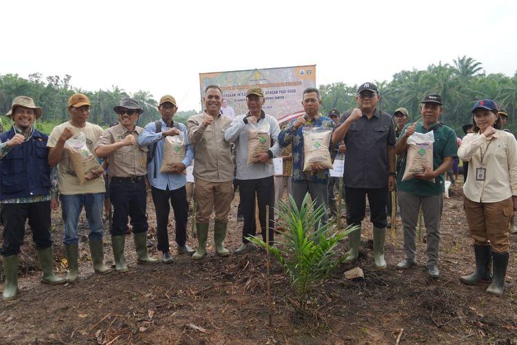 Kebun Sawit di Lebak Mulai Ditanami Padi Gogo, Potensinya Mencapai 12 Ribu Hektar