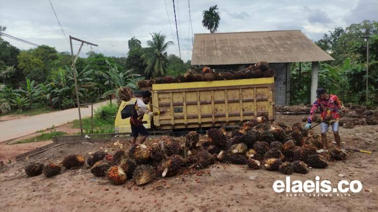 Naik Lagi, Harga Sawit di Kalbar Rp2.619.13/Kg