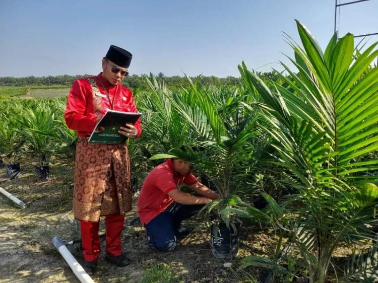 Pemkab Mukomuko Akan Berikan 100 Ribu Bibit Sawit Unggul Gratis untuk Petani