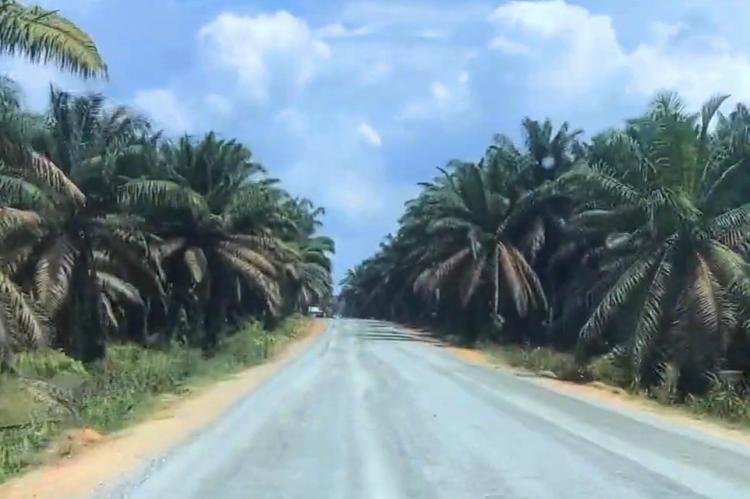 Banyak Perusahaan Sawit Berulah, Bupati/Walikota di Riau Kena Tegur