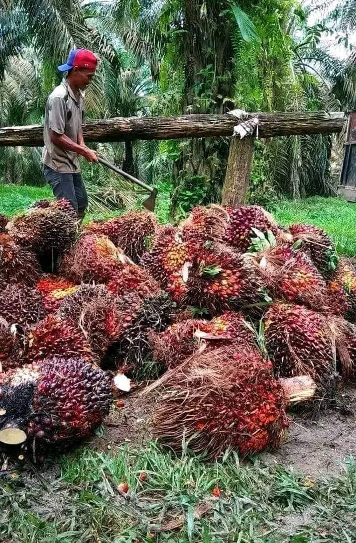 Tembus Rp 2.600 Harga TBS Mitra Plasma Wilayah Timur Aceh Periode 14-27 Maret 2024