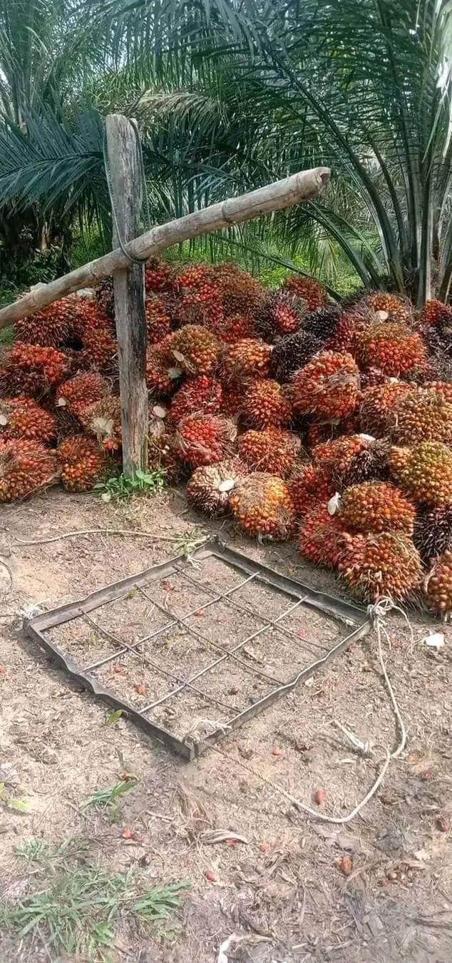 Wajib Senyum Bahagia Lihat Harga TBS Wilayah Barat Aceh Periode 14-27 Maret 2024