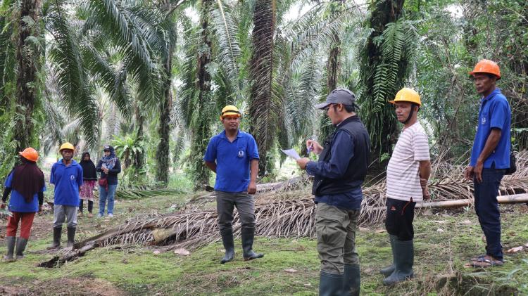 Luar Biasa KUD di Kalbar Ini, Sudah Dua Kali Dapat Sertifikat RSPO