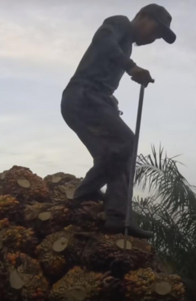 Minimnya Dokumentasi Petani Sawit Swadaya di Pelalawan dan Kuansing dalam Menerapkan Sertifikasi RSPO