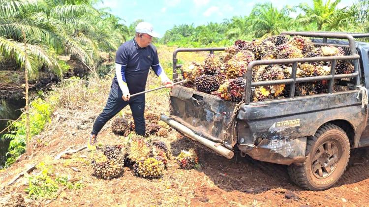 Kampus dari Kalimantan dan Sulawesi Diharapkan Ikut Selenggarakan Beasiswa Sawit
