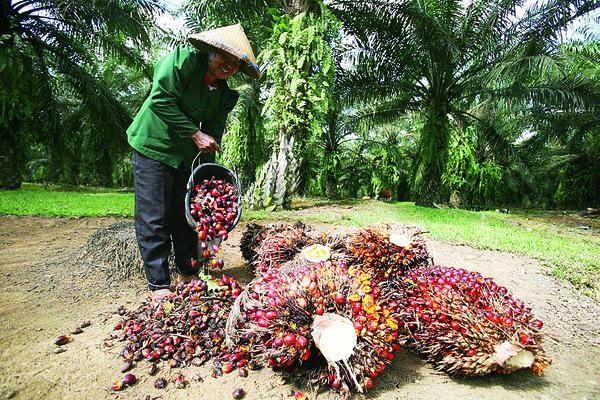 Kenaikan Harga Sawit Tak Berarti bagi Petani di Mukomuko