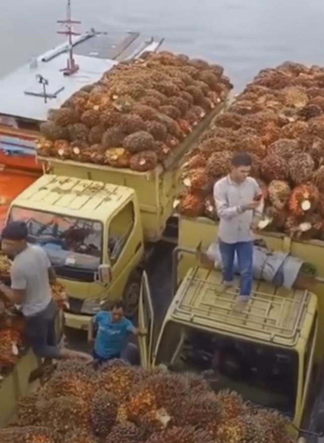 Kencangnya Laju Harga Palm Kernel Hasil Tender Astra Periode 26 Maret 2024