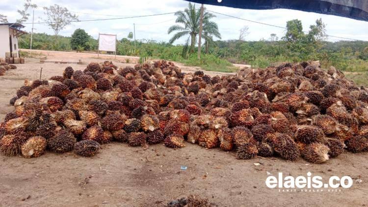Keren! Harga Sawit di Sumut Sudah Rp3.011,76/Kg