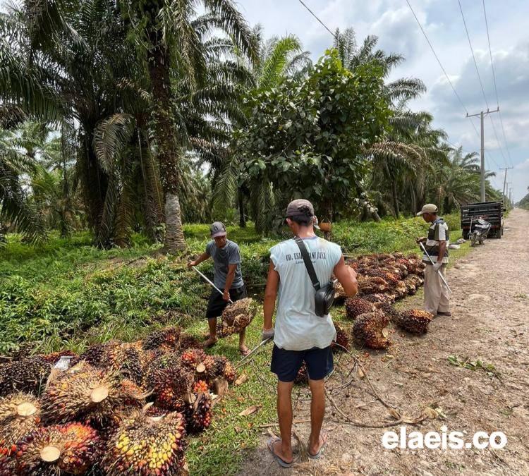 Segini Rata-Rata Harga Sawit Swadaya di Sumut