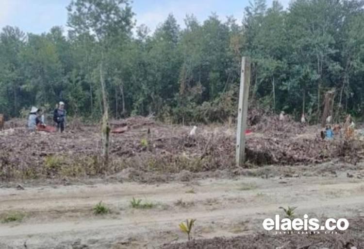 Dibekingi Kades, Anak Perusahaan PT RAPP Leluasa Tanam Akasia di Lahan HTR 285 Hektar, Warga Olak Tolak!