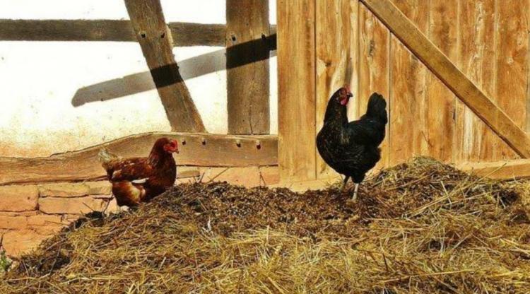 Kotoran Ayam Bisa Jadi Pupuk Alternatif Tanaman Kelapa Sawit, Ini Keunggulannya!