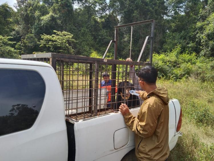 Mangsa Ternak Warga, Beruang Madu Berhasil Ditangkap dan Dievakuasi