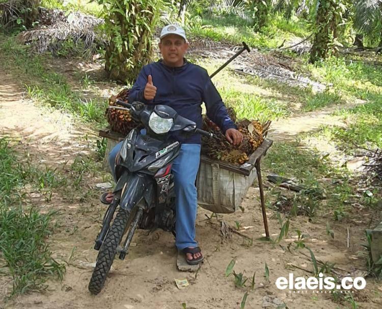 Terdongkrak CPO, Harga Sawit di Kaltim Naik Rp131,9/Kg