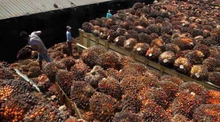 Setiap Jelang Lebaran Idul Fitri Harga TBS Kelapa Sawit di Bengkulu Tengah Menurun, Kok Bisa!