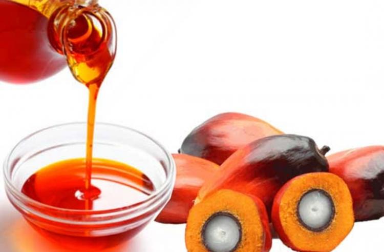 CPO di Bengkulu Belum Dimanfaatkan Optimal