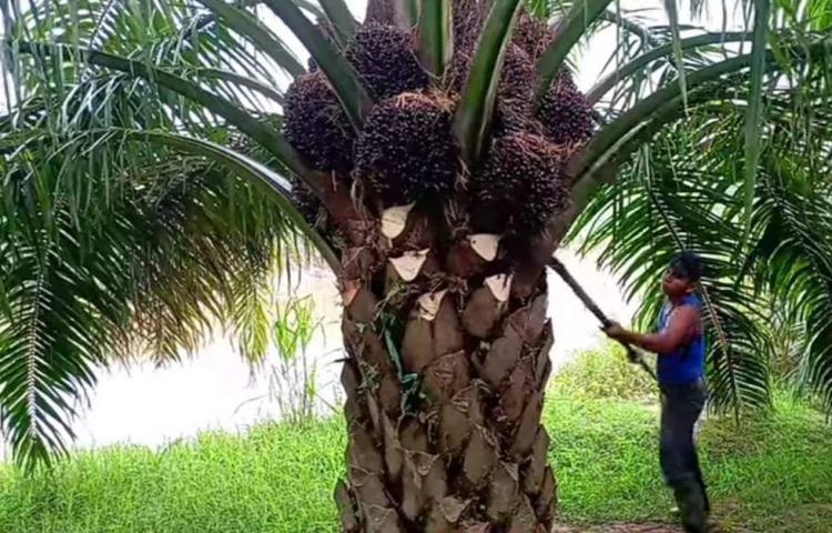 Petani Sawit di Bengkulu Full Senyum, Mulai Mei 2024 Dana PSR Ditambah
