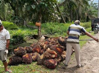 Harga Sawit di Kalbar Kian Moncer, Kini Rp2.531,07 per Kg