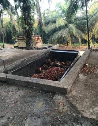 Harga TBS di Rohul Makin Moncer, di Peron Tembus Rp 2.490/Kg