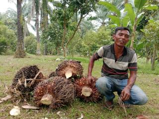 Meski Hasilnya Pas-pasan, Pria ini Setia Belasan Tahun Jadi Pemanen Sawit