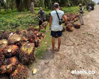 Lompati Riau, Harga Sawit di Sumbar Rp2.784,38 per Kg